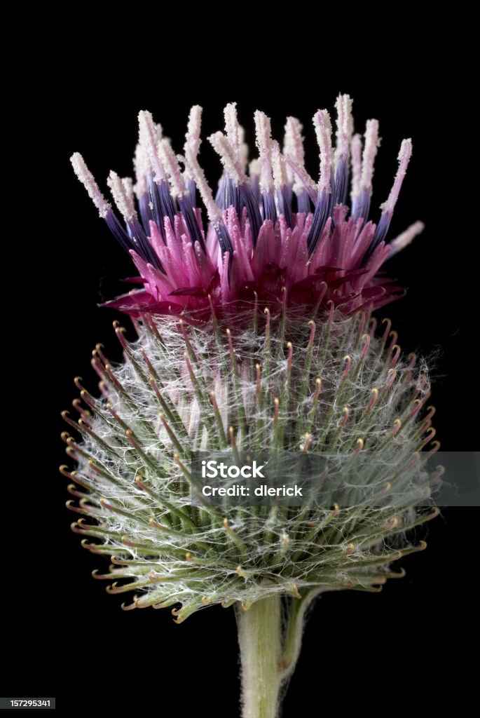 Común burdock cornejo head-Asteráceas (girasol familia - Foto de stock de Azul libre de derechos