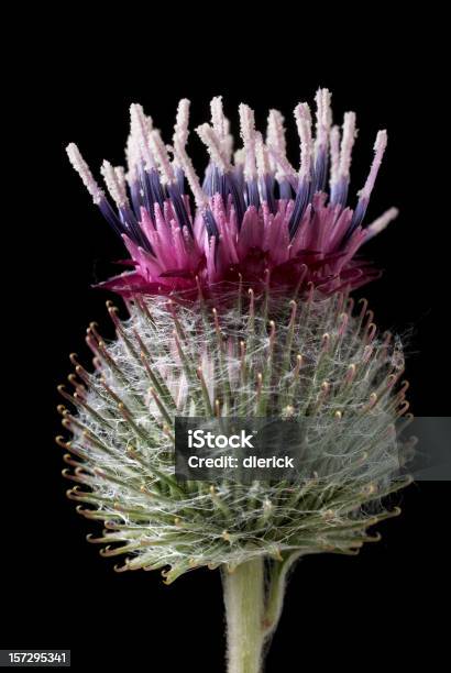 Общие Burdock Кизил Головы Asteraceae Sunflower Семейный — стоковые фотографии и другие картинки Вертикальный