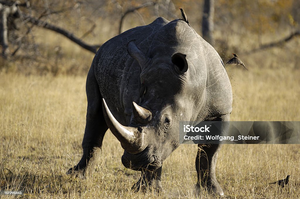 ホワイト Rhinocerus サビサンド動物保護区では、プライベートゲームのご予約 - アフリカのロイヤリティフリーストックフォト