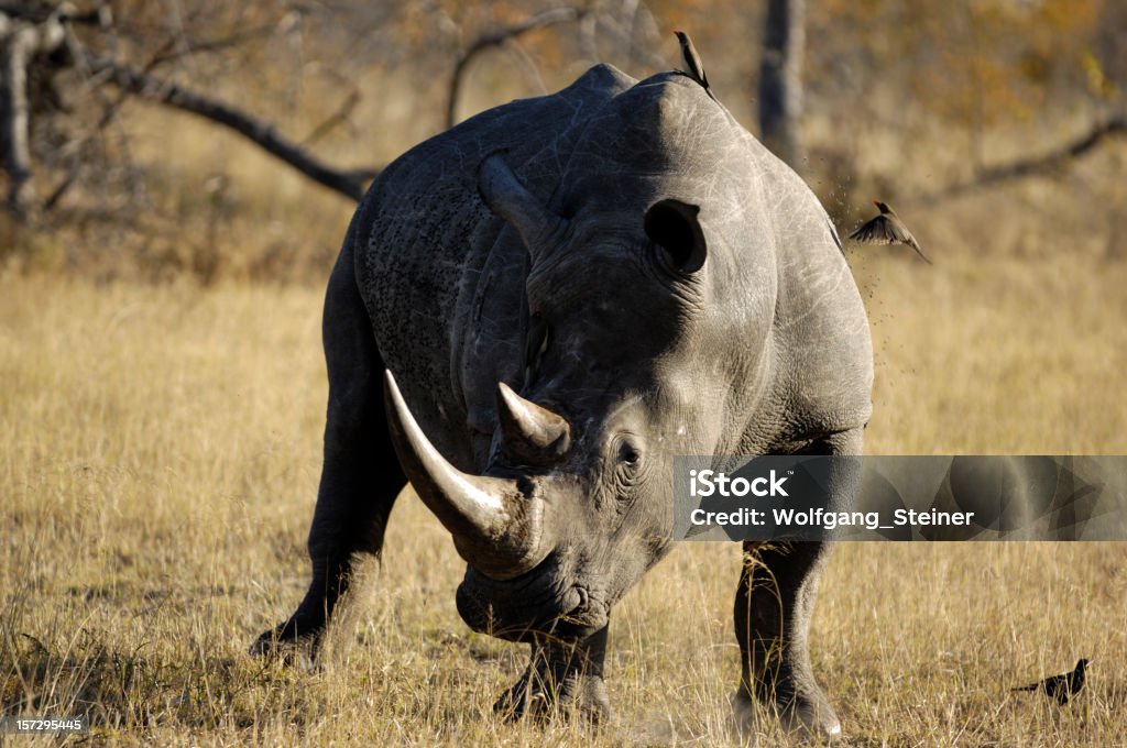 Biały Rhinocerus w Sabi Sands Private Game Reserve - Zbiór zdjęć royalty-free (Afryka)