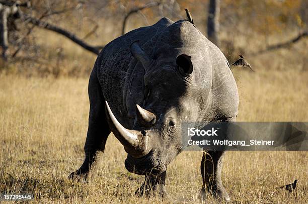 Biały Rhinocerus W Sabi Sands Private Game Reserve - zdjęcia stockowe i więcej obrazów Afryka - Afryka, Fotografika, Horyzontalny