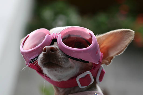olhando para o céu - cool glasses sunglasses fashion imagens e fotografias de stock