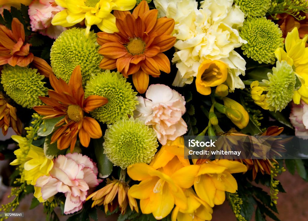 Flores de otoño - Foto de stock de Crisantemo libre de derechos