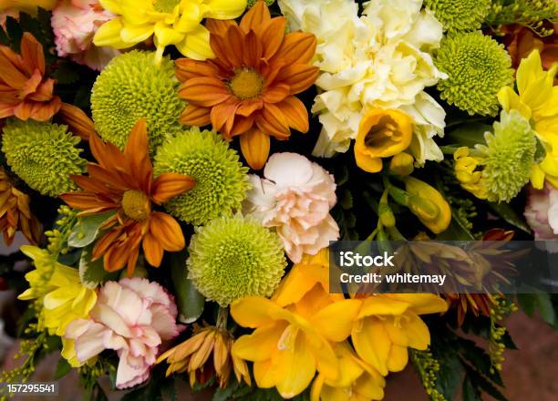 Flores De Otoño Foto de stock y más banco de imágenes de Crisantemo - Crisantemo, Clavel, Otoño