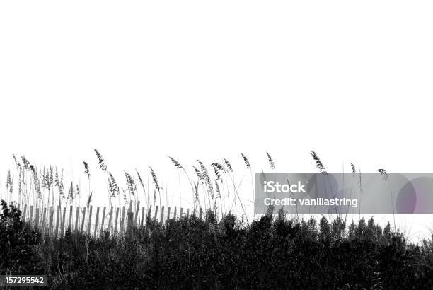 Oatline - Fotografie stock e altre immagini di Uniola paniculata - Uniola paniculata, Erba, Bianco e nero