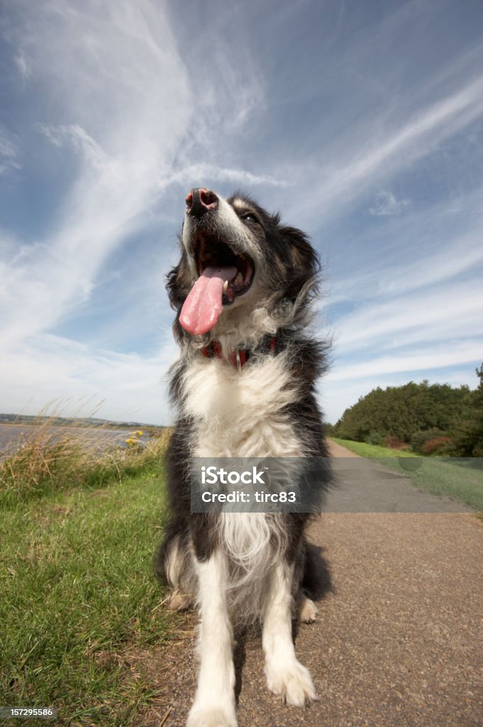 Border-collie mit Zunge heraus - Lizenzfrei Hund Stock-Foto