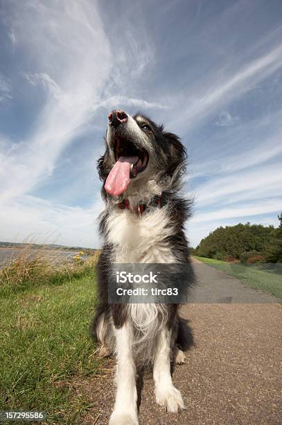 Bordercollie Mit Zunge Heraus Stockfoto und mehr Bilder von Hund - Hund, Zunge herausstrecken, Blau