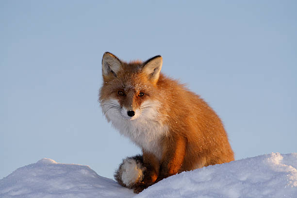 Wild kind fox. stock photo