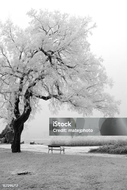 Winter Tree And Bench Stock Photo - Download Image Now - Black And White, Tree, Winter