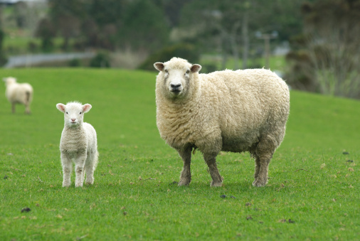 Close-up of a grown Katahdin sheep ram on a green field