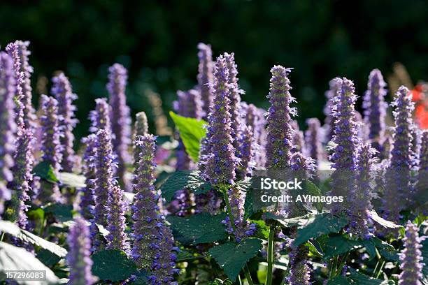 Anyż Hyzop Agastache Foeniculum - zdjęcia stockowe i więcej obrazów Anyż - Anyż, Hyzop, Bez ludzi