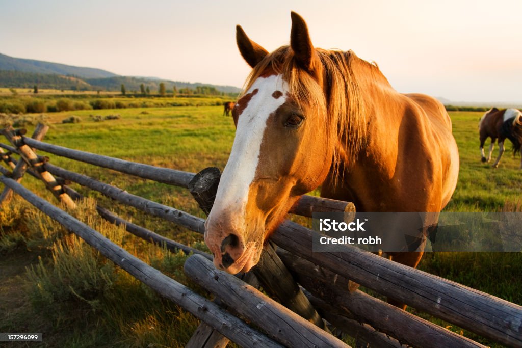 Bela cavalos ao pôr do sol - Royalty-free Cavalo - Família do Cavalo Foto de stock