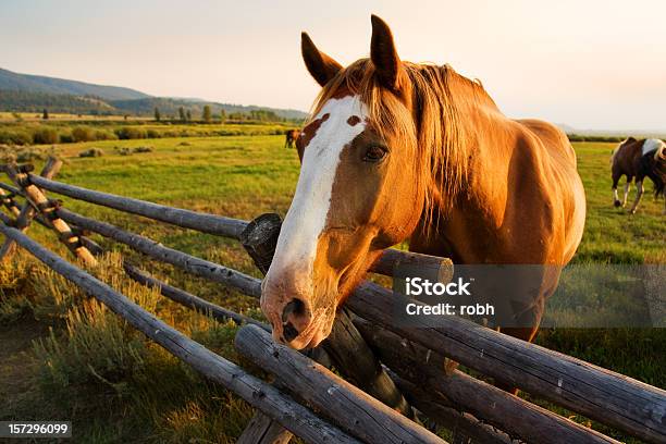 Bela Cavalos Ao Pôr Do Sol - Fotografias de stock e mais imagens de Cavalo - Família do Cavalo - Cavalo - Família do Cavalo, Wyoming, Animal