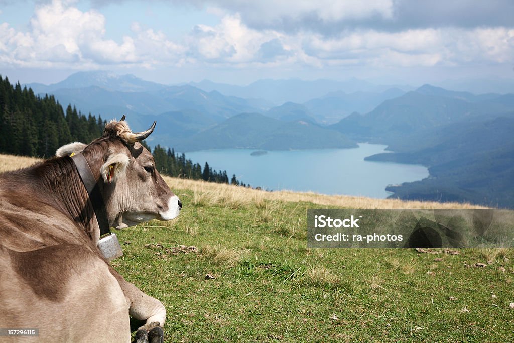 Vacca delle Alpi - Foto stock royalty-free di Alpi