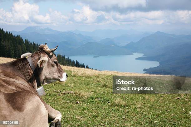 Vacca Delle Alpi - Fotografie stock e altre immagini di Alpi - Alpi, Bovino domestico, Vacca