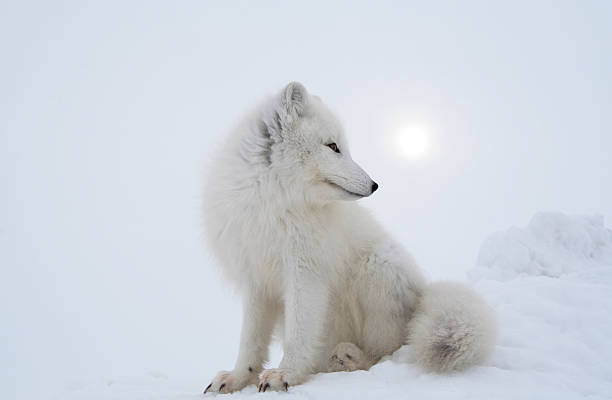 Polar fox in overcast day. stock photo