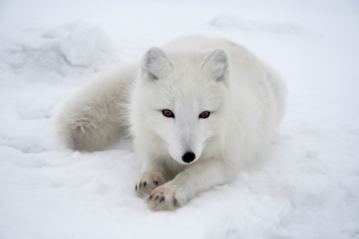 Polar fox. Wildlife. Arctic,  Kolguev Island, Russia.