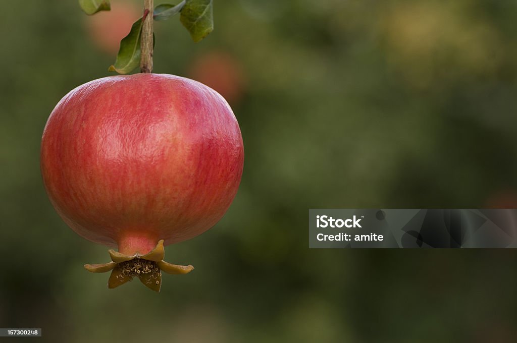 Granatapfel auf die tree - Lizenzfrei Antioxidationsmittel Stock-Foto