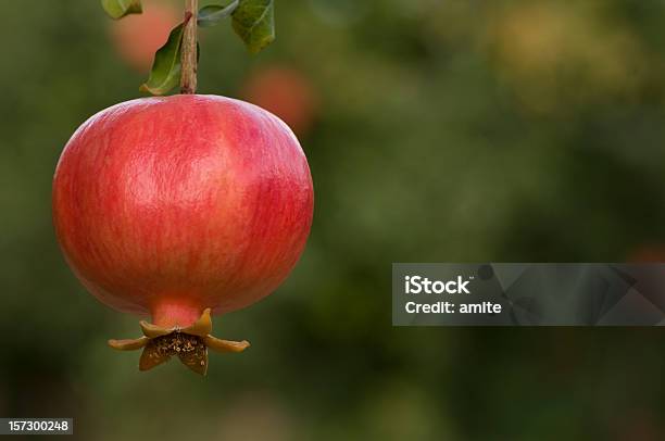 Granatapfel Auf Die Tree Stockfoto und mehr Bilder von Antioxidationsmittel - Antioxidationsmittel, Ast - Pflanzenbestandteil, Blatt - Pflanzenbestandteile