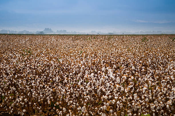 istock Cotton field at northern israel 157300672