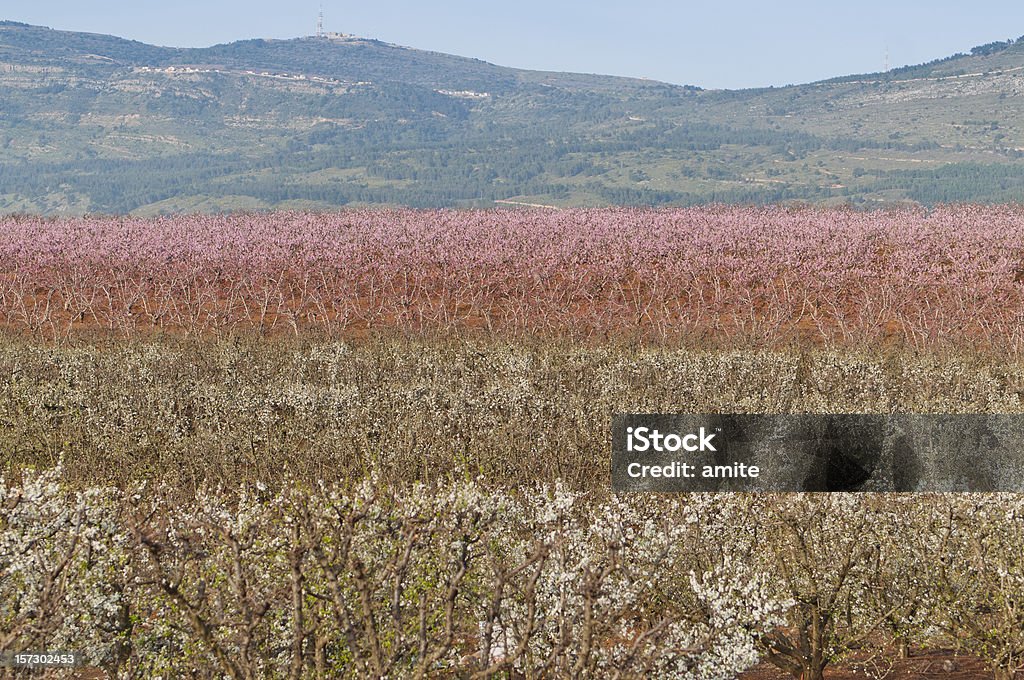 Arvoredo de Pêssego - Royalty-free Agricultura Foto de stock