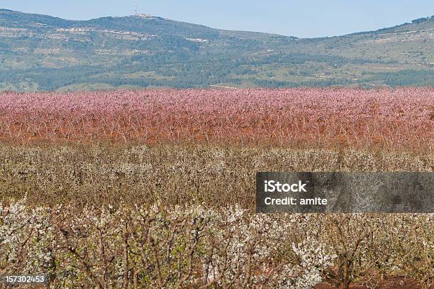 Arvoredo De Pêssego - Fotografias de stock e mais imagens de Agricultura - Agricultura, Ao Ar Livre, Bosque