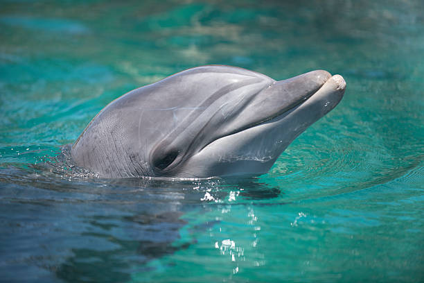 дельфин - dolphin porpoise mammal sea стоковые фото и изображения