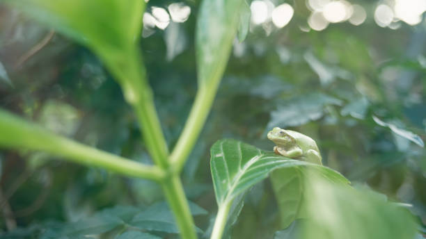 istock Green tree frog relaxing on a leaf after a rainy season rain 1573026361