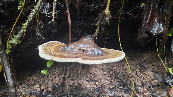 Tropical mushroom
