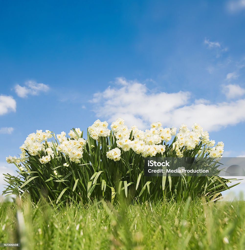 La primavera - Foto stock royalty-free di Agricoltura