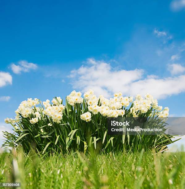 Spring - zdjęcia stockowe i więcej obrazów Bez ludzi - Bez ludzi, Bezchmurne niebo, Biały