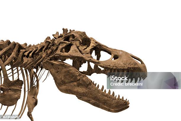 Dinossauro 3 - Fotografias de stock e mais imagens de Dinossauro - Dinossauro, Fóssil, Esqueleto de animal