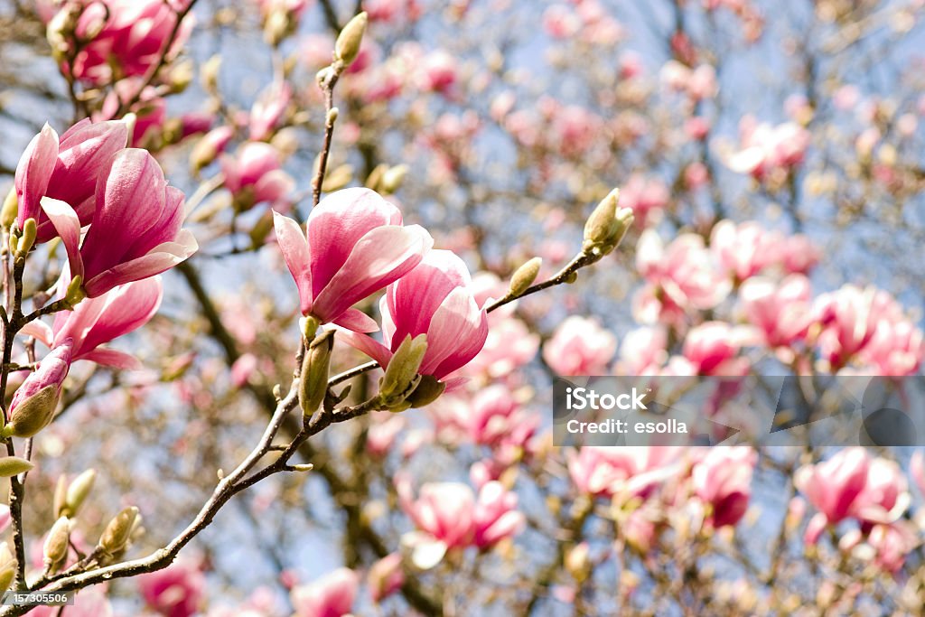 magnolia - Foto de stock de Belleza de la naturaleza libre de derechos