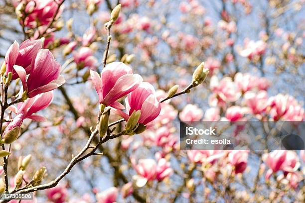 Magnolia Foto de stock y más banco de imágenes de Belleza de la naturaleza - Belleza de la naturaleza, Color - Tipo de imagen, Flor