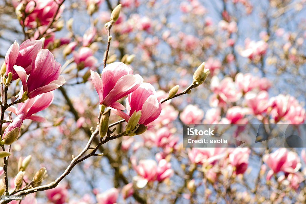 magnolia - Foto stock royalty-free di Bellezza naturale