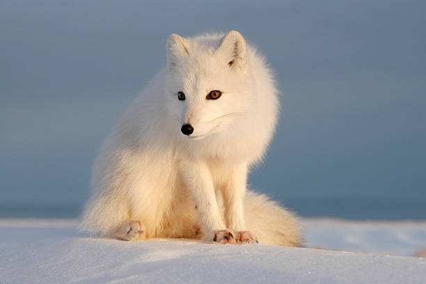 Polar fox. Polar fox. Wildlife. Arctic, Kolguev Island, Russia. white fox stock pictures, royalty-free photos & images