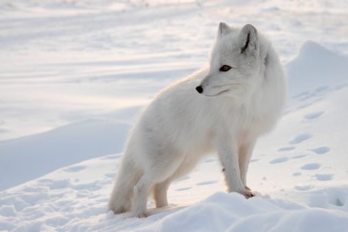 Polar fox. Wildlife. Arctic,  Kolguev Island, Russia.