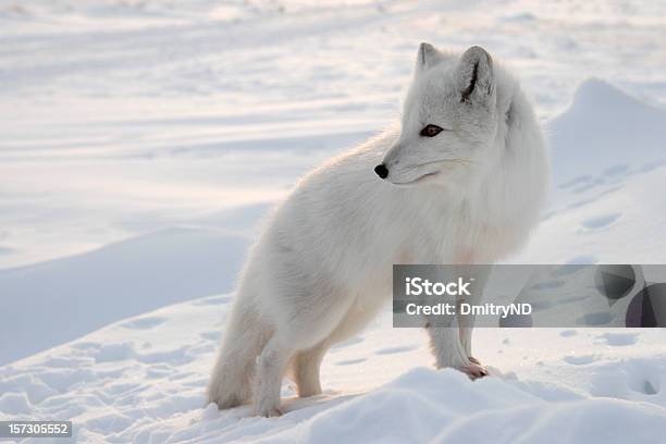 Foto de Raposa Polar e mais fotos de stock de Raposa Polar - Raposa Polar, Raposa - Cão Selvagem, Branco