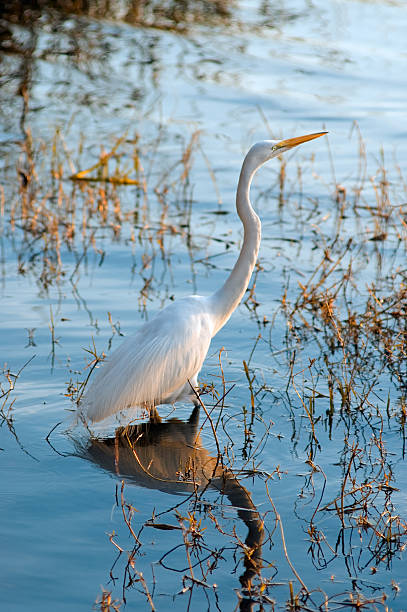 Great White Egret stock photo