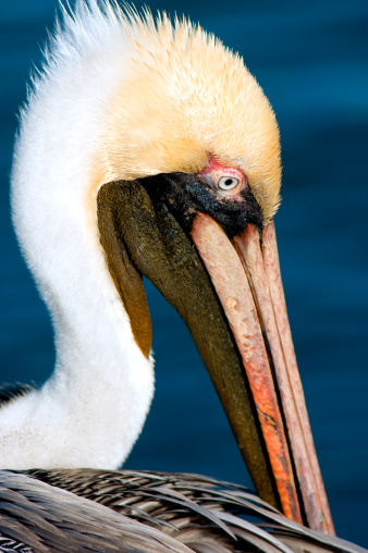A stock photo of a large brown pelican standing in a calm body of water, looking off to the side with its long beak