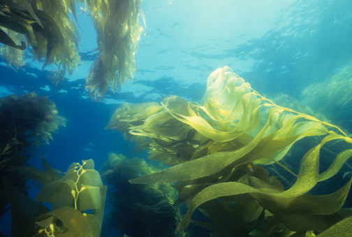 Majestic kelp forest. California