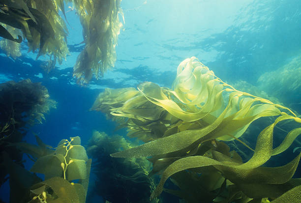 Giant Green Kelp Forest Majestic kelp forest. California algae stock pictures, royalty-free photos & images
