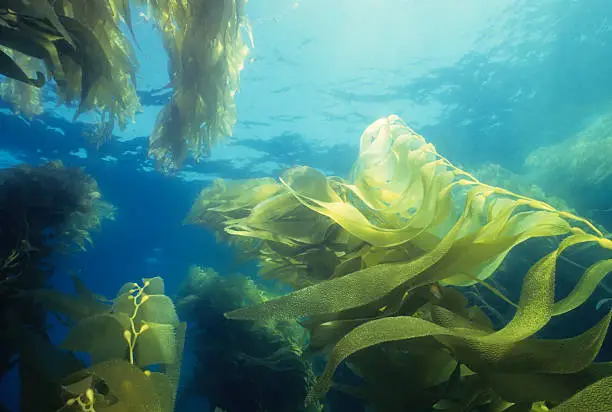Majestic kelp forest. California