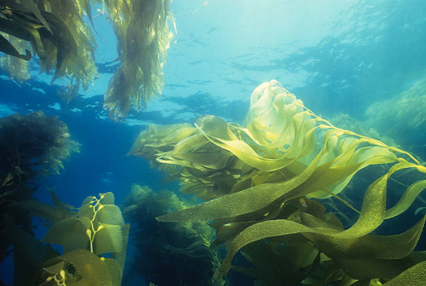 гигантский зеленый бурая водоросль лес - algae стоковые фото и изображения