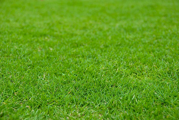 istock Field of green grass 157305686