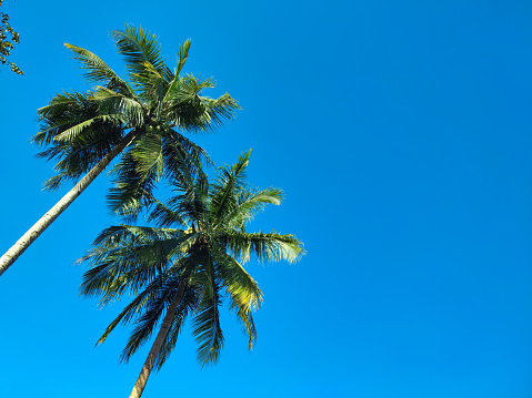 Coconut trees stand tall and the sky is clear blue