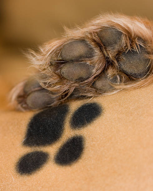 paws - paw print paw dog blanket - fotografias e filmes do acervo