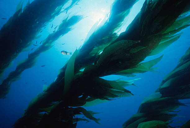 マジカの森 - seaweed algae kelp underwater ストックフォトと画像