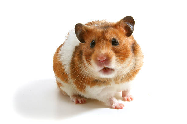 hamster stock photo