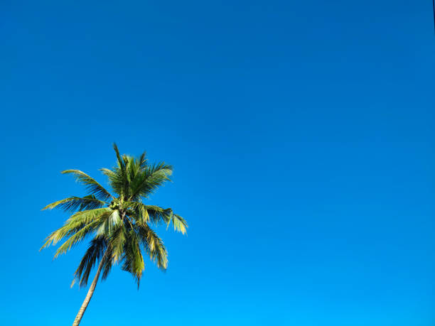 Coconut trees stand tall and the sky is clear blue